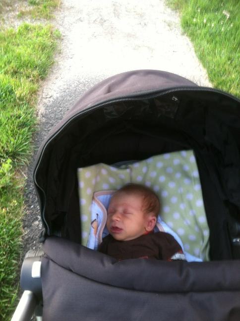 andyfsu's tweet image. Anderson out for a walk.