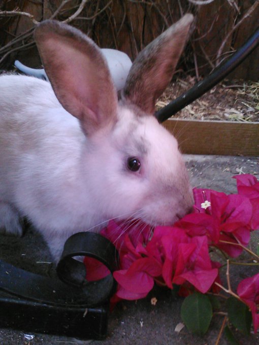 feeding said flowers to my bunny http://t.co/pQ4ArvhH<a href="/tag/showtime"class="tags"><span>#showtime</span></a><a href="/tag/beachheatmiami"class="tags"><span>#beachheatmiami</span></a><a href="/tag/goodbyesouthbeach"class="tags"><span>#goodbyesouthbeach</span></a>