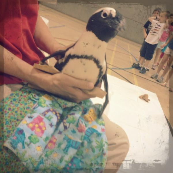 marylandzoo's tweet image. #penguinfun at Rodgers Forge Elementary today w/ the Zoomobile!