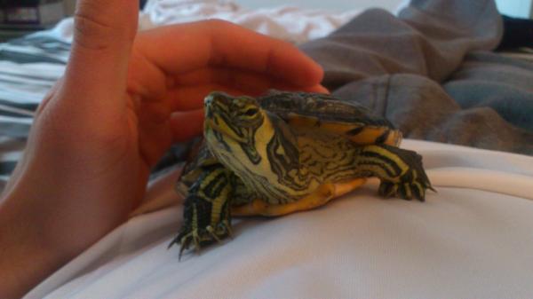 MurzoMan's tweet image. On the prowl #turtlecam