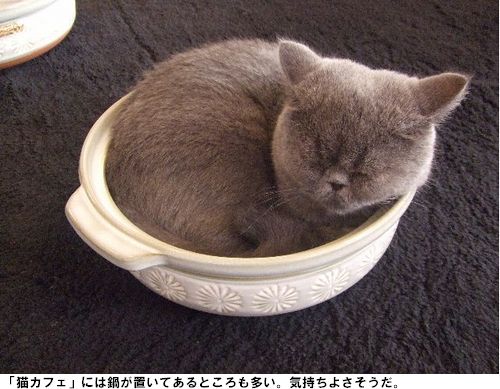 ネコ鍋bot Nekonabe Bot Twitter