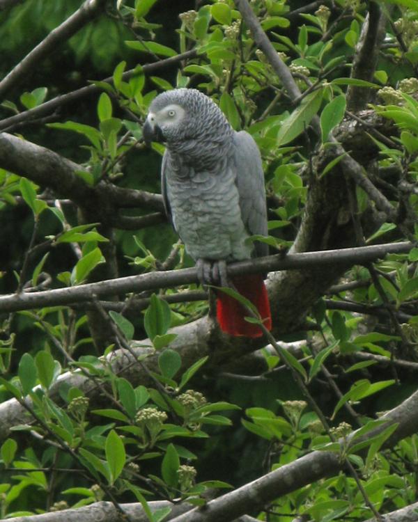 KelvingrovePark's tweet photo. Today in Kelvingrove Park: an african grey parrot having a day out, confused a magpie by miaowing at it http://t.co/5KbFNc5B