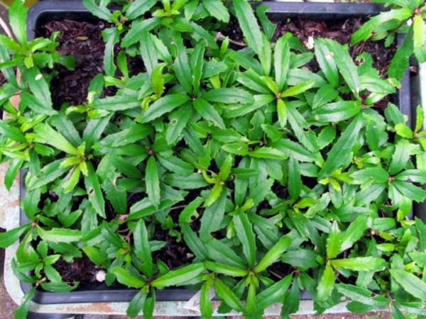 光田 重幸 V Twitter これは京都府産のシシンラン 府内での産地は わずか一か所 なんとか種子を得て遺伝子多様性をまもろうと奮闘中です 本種もクリプトモス単用で良く育ちます ミズゴケでは調子を崩しやすいのでご注意 Http T Co Qxcsl970