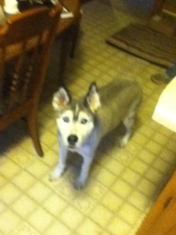 noblelacroix's tweet photo. My dog.... She's so cute! http://t.co/ioHdHq8C
