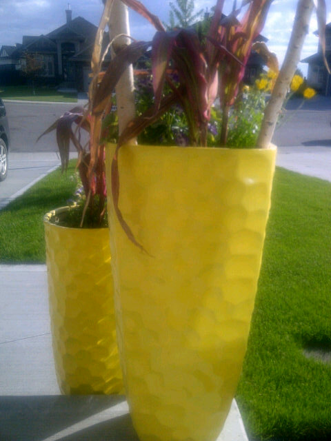 Treece41's tweet image. The sun is out and shining on the longest day of the year #yeg #vitaminDneeded