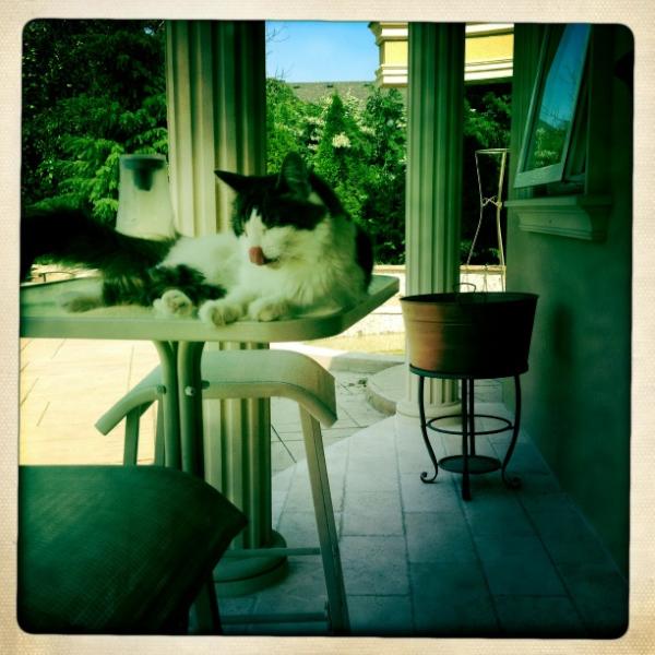 lo_faso's tweet photo. A hot day for Stella on her resort! http://t.co/dNBbyW2e