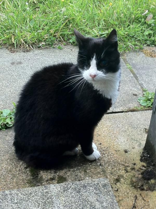 Cheungky's tweet photo. The stray cat near us has one eye and is blind and has no tail :( http://t.co/pKu6jBMd
