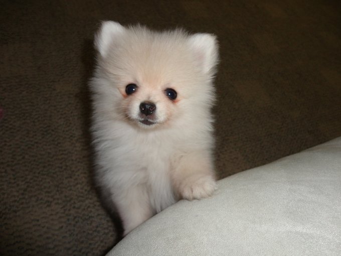 Ummm SO cute!!! RT @alanacamposs: she is so cute!!!! http://t.co/zJgZ04m2<a class="tags" target="_blank" title="On Twitter" href="/?out=eyJ0eXAiOiJKV1QiLCJhbGciOiJIUzUxMiJ9.eyJpYXQiOjE3MjMxOTE5OTIsImlzcyI6InR3cG9ybnN0YXJzLmNvbSIsIm5iZiI6MTcyMzE5MTk5MiwiZXhwIjoxNzU0NzI3OTkyLCJyZWRpcmVjdF91cmwiOiJodHRwczovL3R3aXR0ZXIuY29tL2FsYW5hY2FtcG9zcyJ9.EQ7_Ak5MMQ-frUMt3EhGuAO04uQb-_Qq5VZdT6EEjw9x-TRMhA6K82vlkxYwwzvWoGPdTDI0kUKv6J7MNMAf_Q">@alanacamposs</a><a href="/tag/theavgirls"class="tags"><span>#theavgirls</span></a>