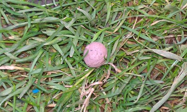 PlanetBloom's tweet image. This is the famous #seedball Please follow @seed_ball and help support a worthy cause  :o)