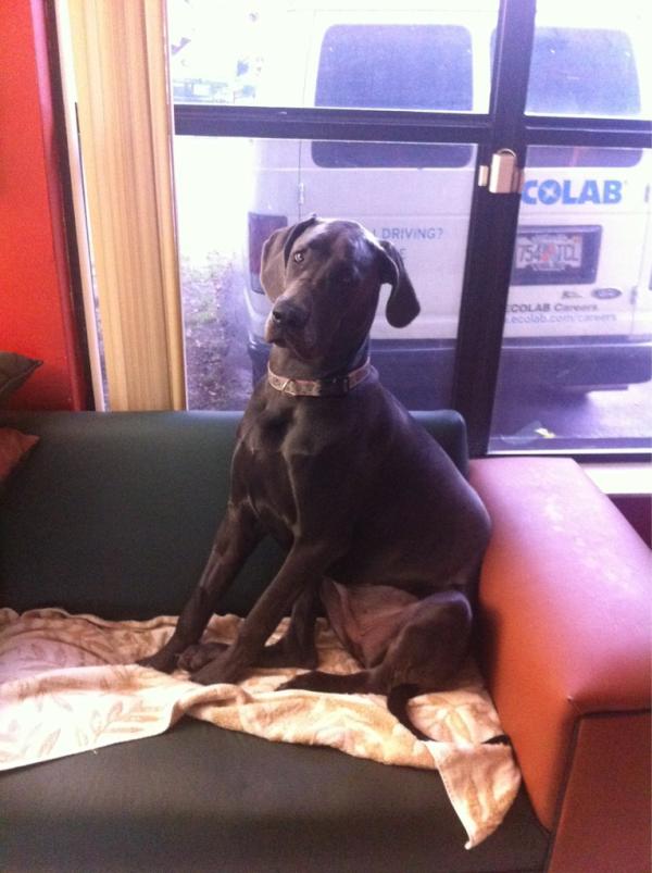 CrazyMucho's tweet photo. @TheEllenShow I have an 8 mo. 110 lbs. great Dane puppy who is a painfully picky eater. She now LOVES Halo! Thanks! http://t.co/c7z2e4wp