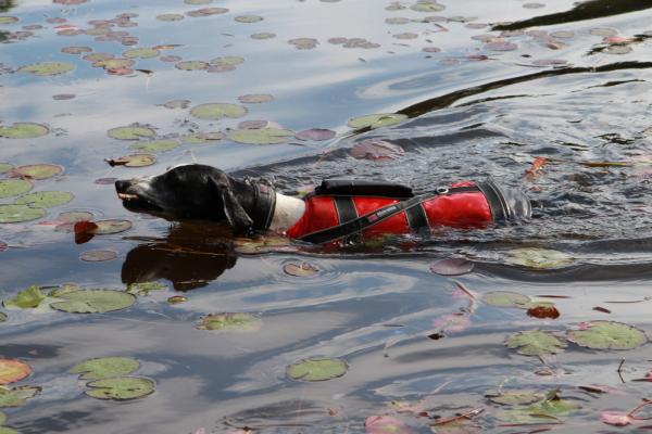 Summer is back in Norway :-) 
Is your dog safe in the water? Try out our safe lifejacket on your dog!