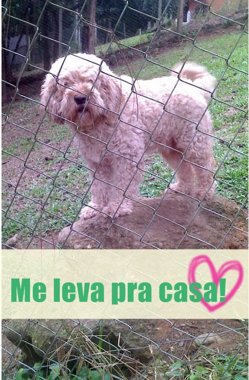 aila_oficial's tweet photo. Olá pessoal! O ANGEL está à procura de um lar, onde ele possa receber mto AMOR! Para + informações entre em contato!! http://t.co/AZrESkCG