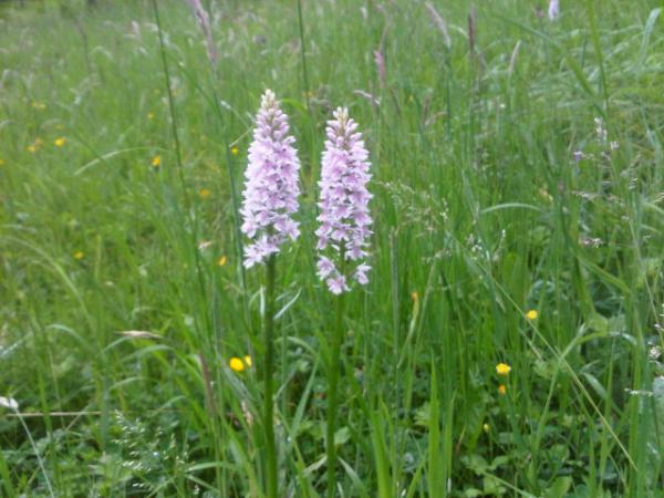 Rococo Garden tweet media