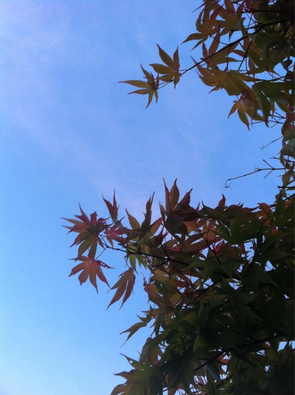 Harusang's tweet photo. 여름에 보는 가을?! http://t.co/jS8fRNJV