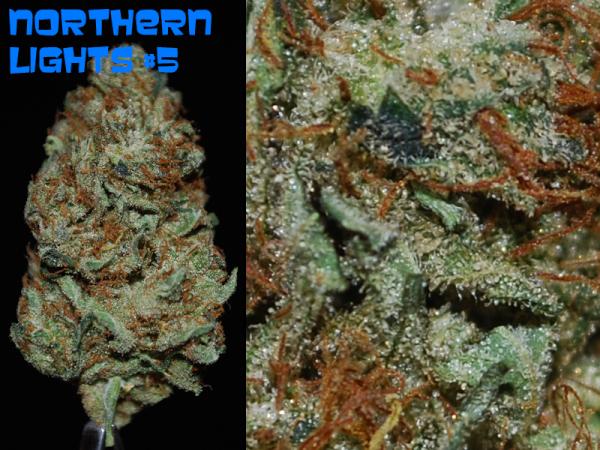 DaKineMMJ tweet picture