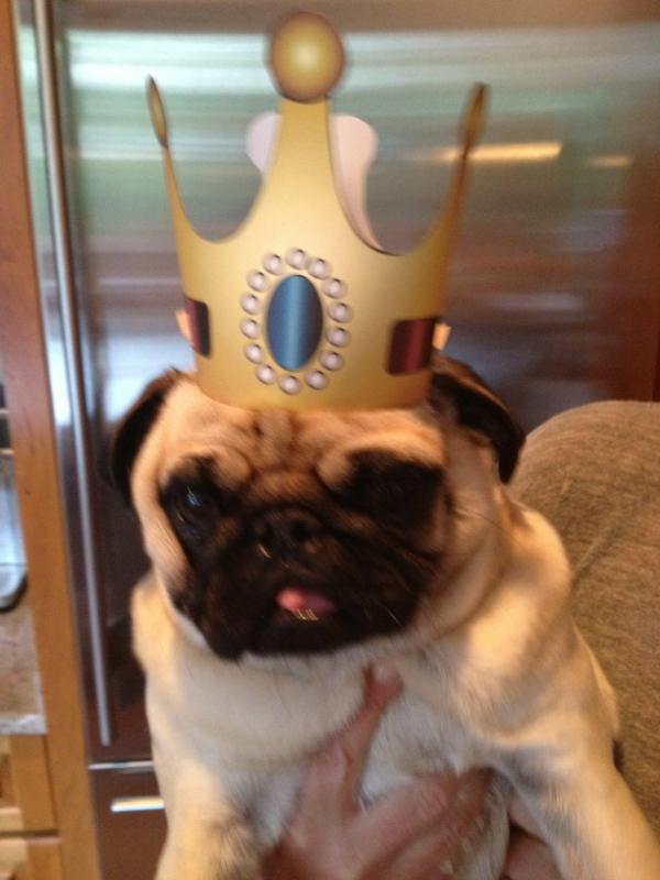 UnSportsESPN's tweet image. Hank the pug says King James will be crowned tonight #longlivetheking