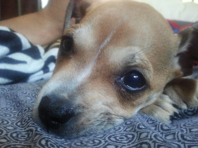 I rescued a boxer sharpai mix she has parvo if anyone wants to denote for her hospitalization dm me:-):-):-)