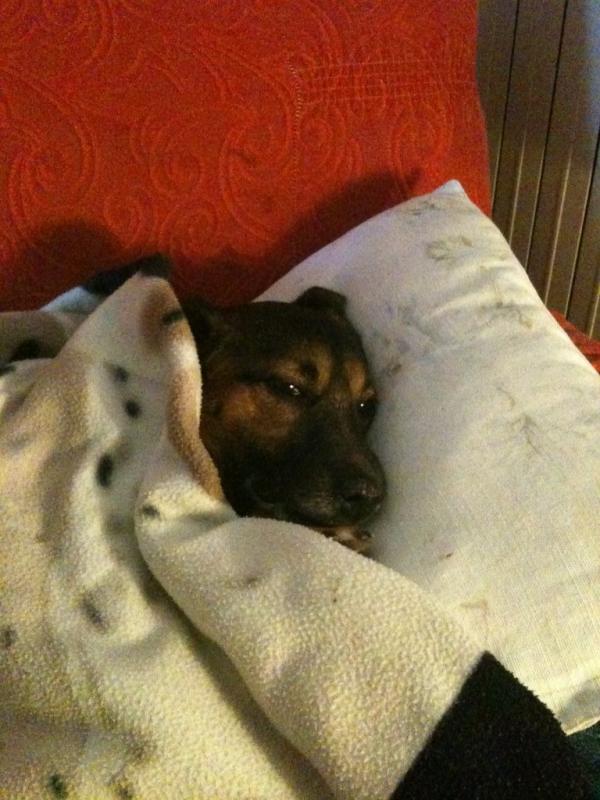 SiliBea's tweet photo. @stefaniaburland notte!! http://t.co/dbLaJi4v