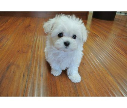 Should I get Princess Maddison Junifer London the Third an umbrella cockatoo? or this cute little munchkin<a href="/tag/fml"class="tags"><span>#fml</span></a>