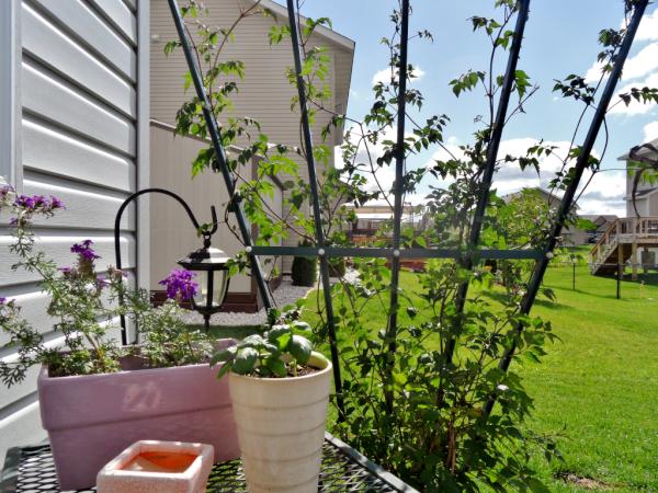 Eco-Trellis tweet media