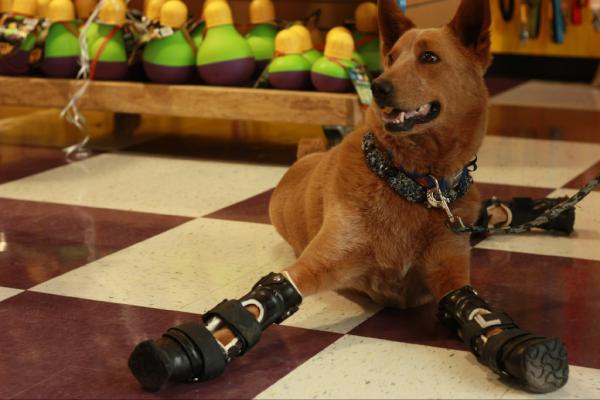 Simple Dog tweet media