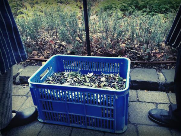 A lovely delivery of olives thanks to Hugh from Chapman Hill, ready for us to marinate