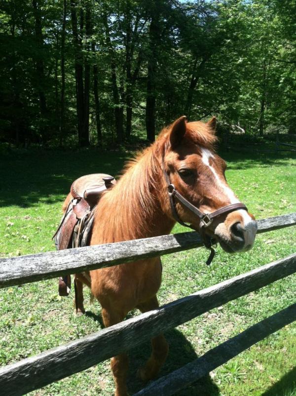 Flamig Farm tweet media