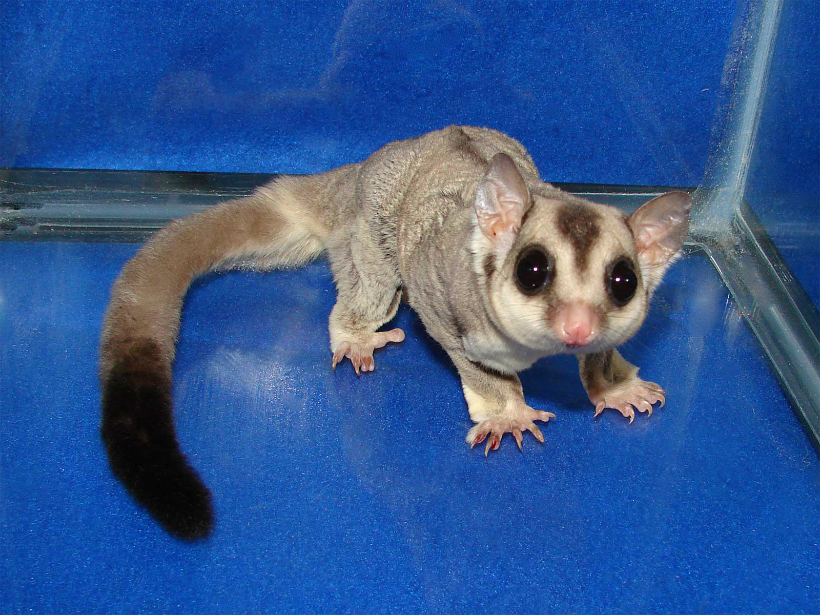 Glider Pets on X We have just weaned some awesome caramel sugar gliders. Check them out at http t lWwrfZZY. These are awesome. http t W5Yl1tka X