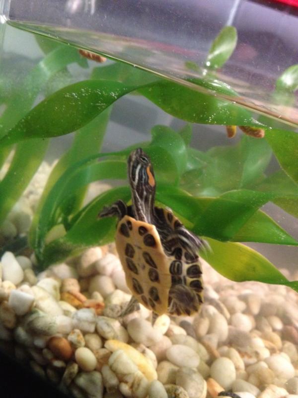 WeRateTurtles tweet picture
