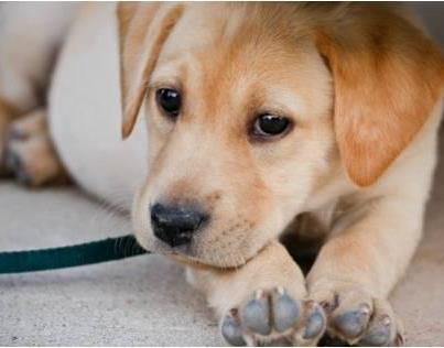 LauraFuglestad's tweet photo. Puppies for sale!
Wurdeman lab puppies http://t.co/3HzqPKtm http://t.co/cBgpMOdd