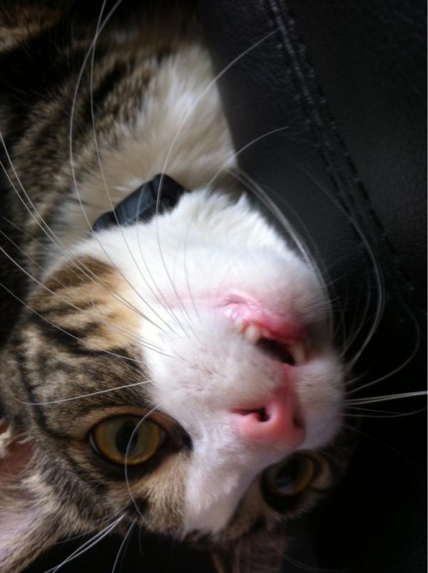 @Erin11G her devil cat