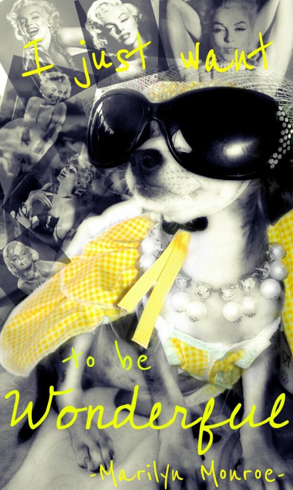 tilirin's tweet image. Mugre the Chihuahua..

I just want to be wonderful..!! #MarilynMonroe 

#woof #cutedog #cutepet #Chihuahua #doglovers