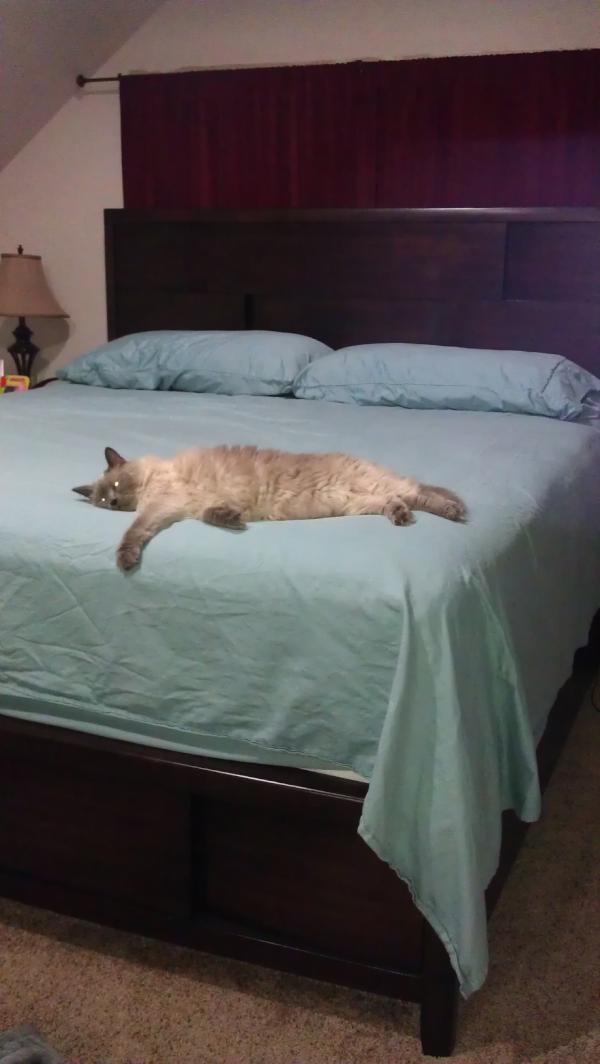 PantyPusha's tweet photo. #lazyass #pussy cat http://t.co/g3Gh31rT