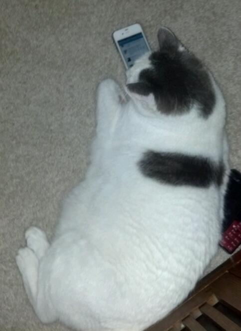 emilythecools's tweet image. Checkin @Mheisty&apos;s tweets #yaaa #techkitty