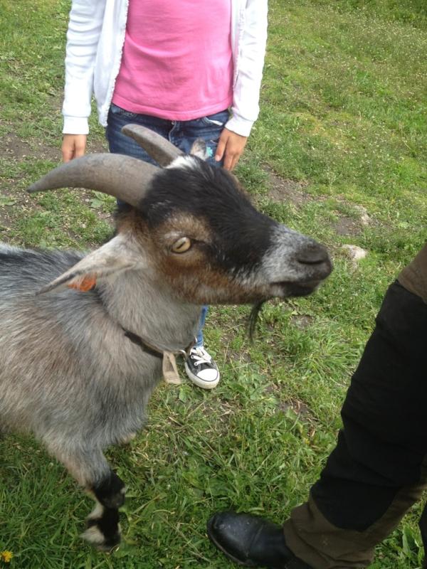 Ettorna har en härlig dag på Bögs Gård!