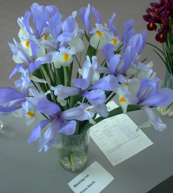 JohanvScheepen's tweet photo. Iriskeuring van #KAVB; zaal vol bij #CNB  Iris Silvery Beauty van Maverdige Int.  in zijn categorie de beste. http://t.co/7RBzSaz2