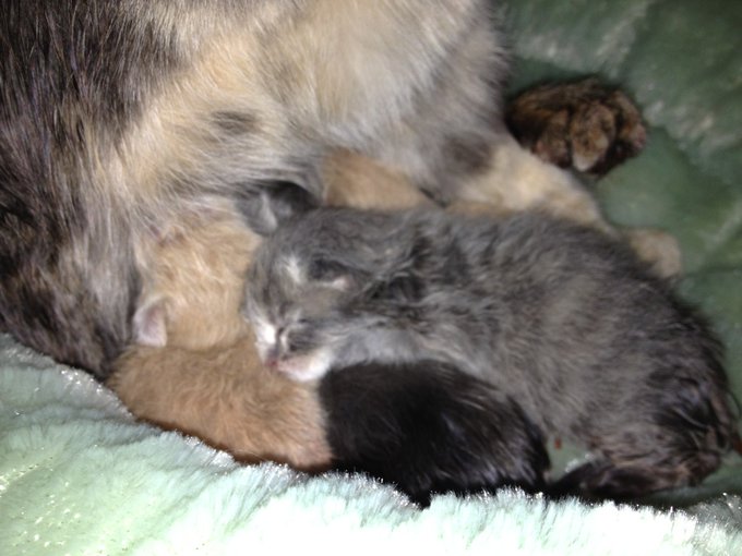 Aaaaaaawwwwe!!!! KITTENS!!! 😍😍😍😍😍😍😍😍😍😍😍 http://t.co/o24i6ZKG