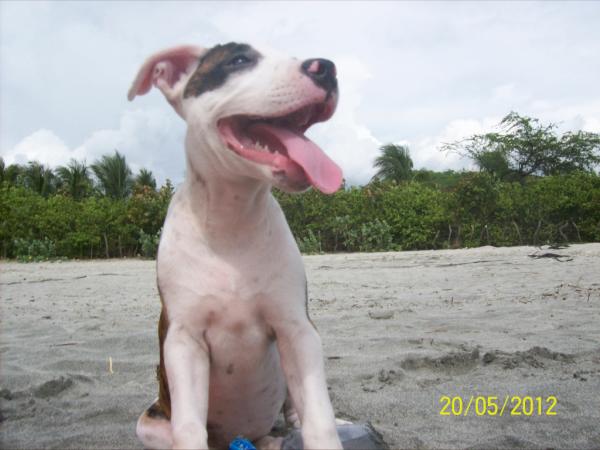 _JosephNoguera's tweet photo. Divina♥♥ #AmoMiPitbull http://t.co/1JdEXGbu