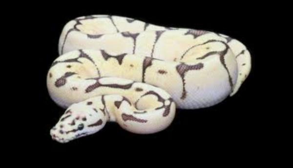itsaliciayoo's tweet image. I wantt this so badly.! #AlbinoBallPython &amp;lt;3