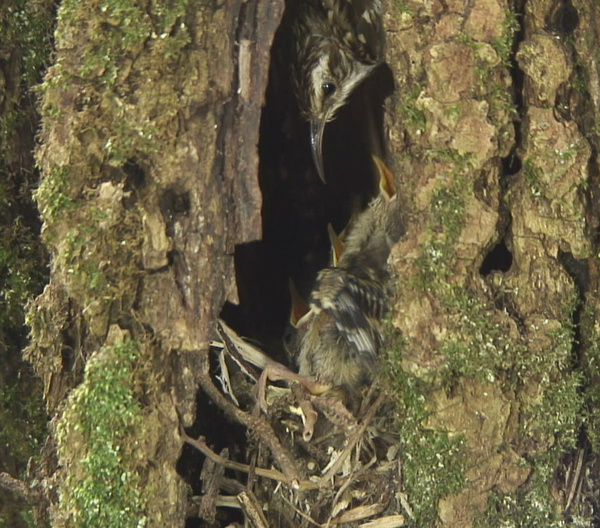 Introducing our treecreeper family on #springwatch now!