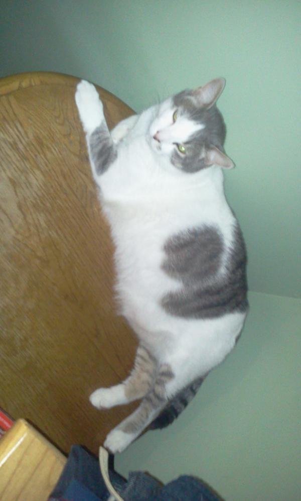 NHArmyJedi's tweet photo. @maddow Here's my Phat Kat, Nob. http://t.co/lRMpctEf