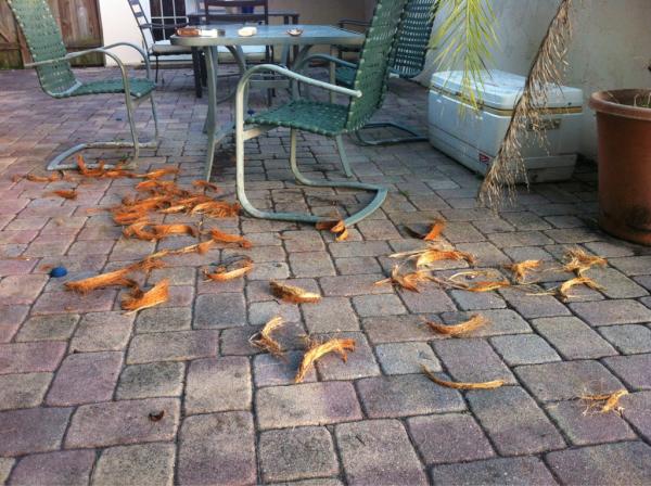 CoriMaffett's tweet photo. Coconuts = natures very own doggie chew toy :) http://t.co/q79DAmQZ