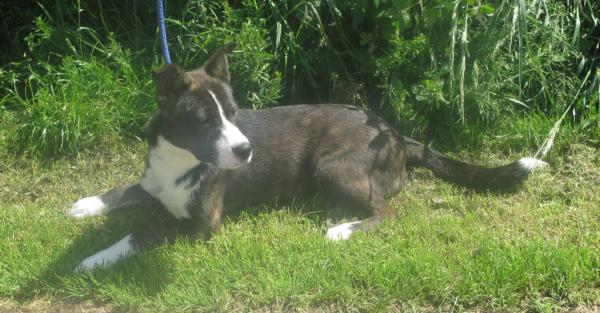 PembsLostDogs's tweet image. FOUND DOG. Male Collie X found in Glandwr, Pembrokeshire. Here @PembsLostDogs