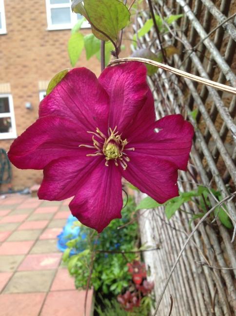 I have waited 4 years to see this flower!