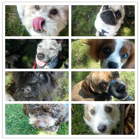PlayandPaws's tweet image. Roll-call on the Bris Kids from L to R: Tyson, Chief, Kayla, Latka, Zorro, Beau, Julio &amp;amp; Raleigh. #cutedogface (D)