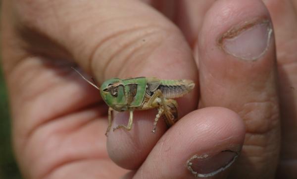 texasdrought's tweet photo. Last year's #drought in #Texas affecting this year’s grasshopper, honeybee populations http://t.co/ObnLlVHJ http://t.co/bECNikZ5