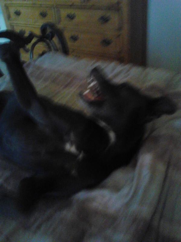 Sjones1749's tweet image. My pups reaction to the NWO!! #wisedogs