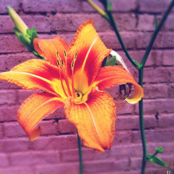 It's a fine day here in RI. I had a lovely stroll on wickenden street today. Hope you were able to enjoy the sunshine!