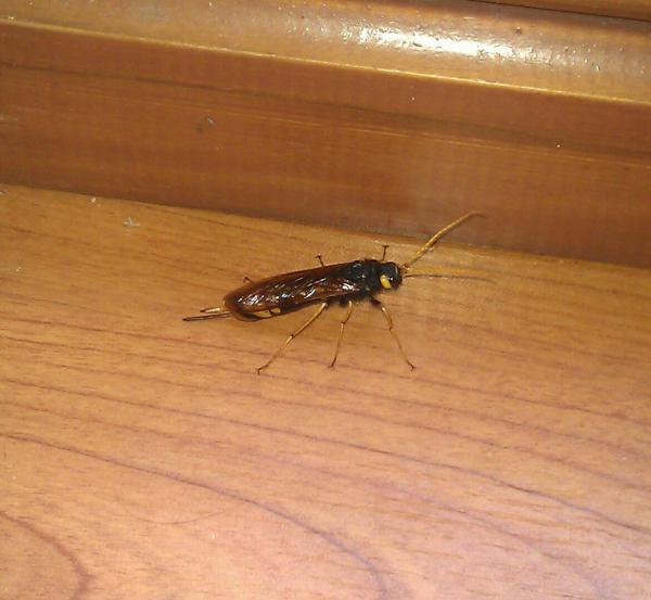 <a href="/FansSpringWatch/">BBC Springwatch</a> what's this?!:o came flying in the house today.