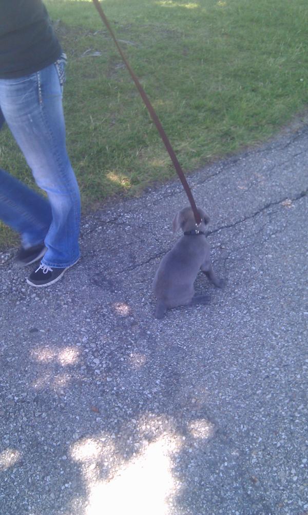 rezsaysstuff's tweet image. Ruger pouting because he doesn't like the leash #wontwalk #stubbornpup